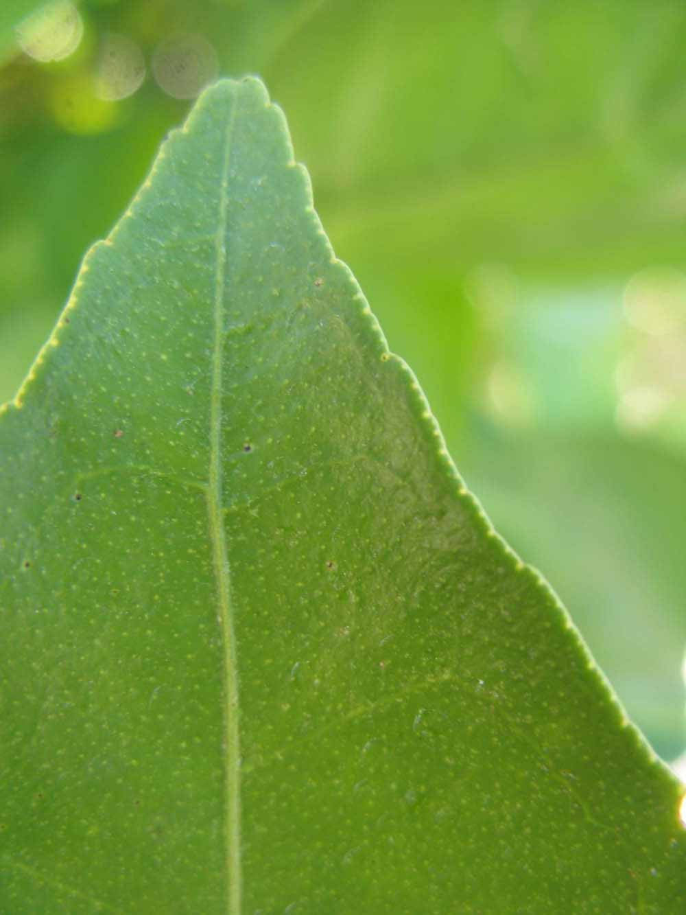              Margin (Winter Haven, FL)       